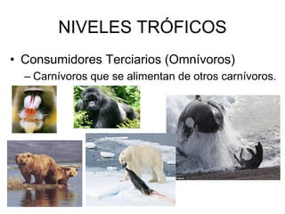 NIVELES TRÓFICOS
• Consumidores Terciarios (Omnívoros)
– Carnívoros que se alimentan de otros carnívoros.
 