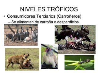 NIVELES TRÓFICOS
• Consumidores Terciarios (Carroñeros)
– Se alimentan de carroña o desperdicios.
 