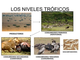 LOS NIVELES TRÓFICOS
PRODUCTORES
CONSUMIDORES PRIMARIOS
(HERVÍVOROS)
CONSUMIDORES SECUNDARIOS
(CARNÍVOROS)
CONSUMIDORES TERCIARIOS
(CARROÑEROS)
DESCOMPONEDORES
 
