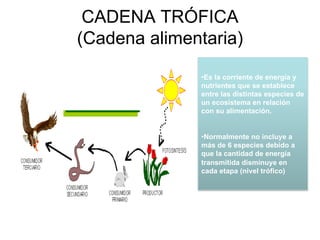 •Es la corriente de energía y
nutrientes que se establece
entre las distintas especies de
un ecosistema en relación
con su alimentación.
•Normalmente no incluye a
más de 6 especies debido a
que la cantidad de energía
transmitida disminuye en
cada etapa (nivel trófico)
CADENA TRÓFICA
(Cadena alimentaria)
 
