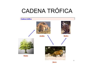 CADENA TRÓFICA
 