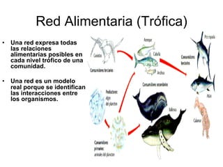 Red Alimentaria (Trófica)
• Una red expresa todas
las relaciones
alimentarias posibles en
cada nivel trófico de una
comunidad.
• Una red es un modelo
real porque se identifican
las interacciones entre
los organismos.
 