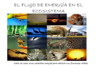 Todos los seres vivos necesitan energía para realizar sus funciones vitales
EL FLUJO DE ENERGÍA EN EL
ECOSISTEMA
 