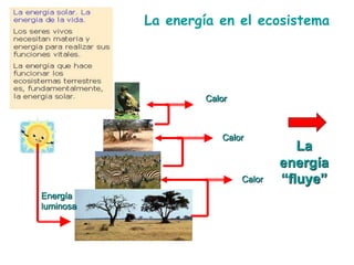 La energía en el ecosistema
La
energía
“fluye”
Energía
luminosa
Calor
Calor
Calor
 
