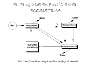 Esta transferencia de energía produce un flujo de materia
EL FLUJO DE ENERGÍA EN EL
ECOSISTEMA
 