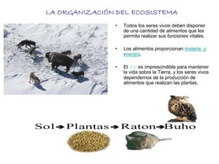 LA ORGANIZACIÓN DEL ECOSISTEMA
• Todos los seres vivos deben disponer
de una cantidad de alimentos que les
permita realizar sus funciones vitales.
• Los alimentos proporcionan materia y
energía.
• El Sol es imprescindible para mantener
la vida sobre la Tierra, y los seres vivos
dependemos de la producción de
alimentos que realizan las plantas.
 