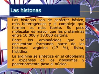  Las histonas son de carácter básico,
más heterogéneas y el complejo que
forman es más fuerte. Su peso
molecular es mayor que las protaminas
entre 10.000 y 18.000 daltons.
 Entre los aminoácidos que se
encuentran formando parte de las
histonas: arginina (17 %), lisina,
histidina.
 La arginina se sintetiza en el citoplasma
a expensas de los ribosomas y
posteriormente pasa al núcleo.
 