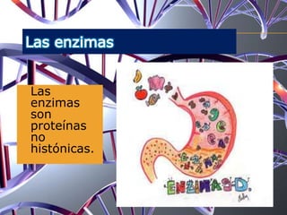  Las
enzimas
son
proteínas
no
histónicas.
 