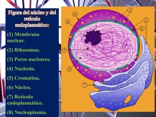 (1) Membrana
nuclear.
(2) Ribosomas.
(3) Poros nucleares.
(4) Nucleolo.
(5) Cromatina.
(6) Núcleo.
(7) Retículo
endoplasmático.
(8) Nucleoplasma.
 