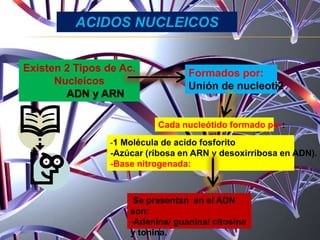 Existen 2 Tipos de Ac.
Nucleicos
ADN y ARN
Formados por:
Unión de nucleoti2
Cada nucleótido formado por:
-1 Molécula de acido fosforito
-Azúcar (ribosa en ARN y desoxirribosa en ADN).
-Base nitrogenada:
Se presentan en el ADN
son:
-Adenina/ guanina/ citosina
y tonina.
ACIDOS NUCLEICOS
 