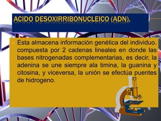  Esta almacena información genética del individuo.
compuesta por 2 cadenas lineales en donde las
bases nitrogenadas complementarias, es decir, la
adenina se une siempre ala timina, la guanina y
citosina, y viceversa, la unión se efectúa puentes
de hidrogeno.
ACIDO DESOXIRRIBONUCLEICO (ADN).
 