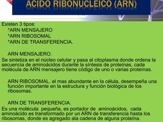 Existen 3 tipos:
 *ARN MENSAJERO
 *ARN RIBOSOMAL
 *ARN DE TRANSFERENCIA.
 ARN MENSAJERO.
Se sintetiza en el núcleo celular y pasa al citoplasma donde ordena la
secuencia de aminoácidos durante la síntesis de proteínas, cada
molécula de ARN mensajero tiene código de uno o varias proteínas.
 ARN RIBOSOMAL. el mas abundante en la célula, desempeña una
función importante en la estructura y función biológica de los
ribosomas.
 ARN DE TRANSFERENCIA.
Es una molécula pequeña, es portador de aminoácidos, cada
aminoácido es transformado por un ARN de transferencia hasta los
ribosomas, donde es agregado ala cadena de alguna proteína.
ACIDO RIBONUCLEICO (ARN)
 