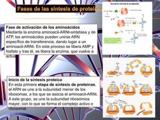 Fase de activación de los aminoácidos
Mediante la enzima aminoacil-ARNt-sintetasa y de
ATP, los aminoácidos pueden unirse ARN
específico de transferencia, dando lugar a un
aminoacil-ARNt. En este proceso se libera AMP y
fosfato y tras él, se libera la enzima, que vuelve a
actuar.
Inicio de la síntesis proteica
En esta primera etapa de síntesis de proteínas,
el ARN se une a la subunidad menor de los
ribosomas, a los que se asocia el aminoacil-ARNt.
A este grupo, se une la subunidad ribosómica
mayor, con lo que se forma el complejo activo o
ribosomal.
 