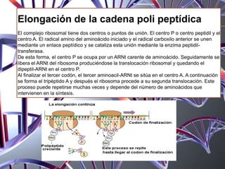 Elongación de la cadena poli peptídica
El complejo ribosomal tiene dos centros o puntos de unión. El centro P o centro peptidil y el
centro A. El radical amino del aminoácido iniciado y el radical carboxilo anterior se unen
mediante un enlace peptídico y se cataliza esta unión mediante la enzima peptidil-
transferasa.
De esta forma, el centro P se ocupa por un ARNt carente de aminoácido. Seguidamente se
libera el ARNt del ribosoma produciéndose la translocación ribosomal y quedando el
dipeptil-ARNt en el centro P.
Al finalizar el tercer codón, el tercer aminoacil-ARNt se sitúa en el centro A. A continuación
se forma el tripéptido A y después el ribosoma procede a su segunda translocación. Este
proceso puede repetirse muchas veces y depende del número de aminoácidos que
intervienen en la síntesis.
 