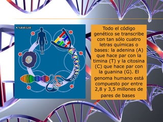 Todo el código
genético se transcribe
con tan sólo cuatro
letras químicas o
bases: la adenina (A)
que hace par con la
timina (T) y la citosina
(C) que hace par con
la guanina (G). El
genoma humano está
compuesto por entre
2,8 y 3,5 millones de
pares de bases.
 