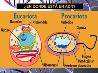 ¿EN DONDE ESTÁ EN ADN?
 