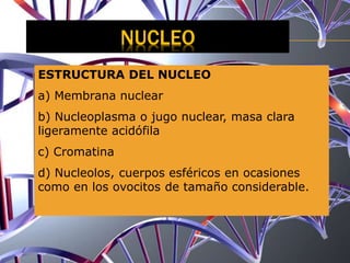 NUCLEO
ESTRUCTURA DEL NUCLEO
a) Membrana nuclear
b) Nucleoplasma o jugo nuclear, masa clara
ligeramente acidófila
c) Cromatina
d) Nucleolos, cuerpos esféricos en ocasiones
como en los ovocitos de tamaño considerable.
 