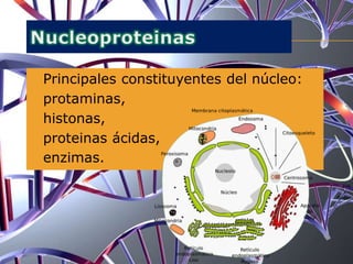 Principales constituyentes del núcleo:
 protaminas,
 histonas,
 proteinas ácidas,
 enzimas.
 