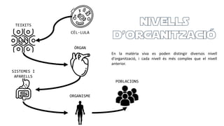 CÉL·LULA
TEIXITS
ÓRGAN
SISTEMES I
APARELLS
ORGANISME
POBLACIONS
En la matèria viva es poden distingir diversos nivell
d'organització, i cada nivell és més complex que el nivell
anterior.
 