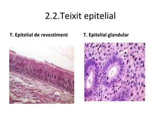 2.2.Teixit epitelial
T. Epitelial de revestiment

T. Epitelial glandular

 