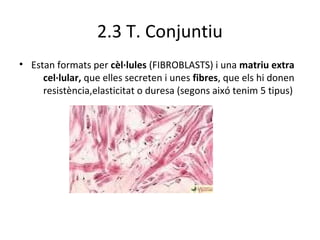 2.3 T. Conjuntiu
• Estan formats per cèl·lules (FIBROBLASTS) i una matriu extra
cel·lular, que elles secreten i unes fibres, que els hi donen
resistència,elasticitat o duresa (segons aixó tenim 5 tipus)

 