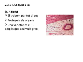 2.3.1 T. Conjuntiu lax
(T. Adipós)

ØEl trobem per tot el cos
ØProtegeix els òrgans
ØUna varietat es el T.
adipós que acumula greix

 