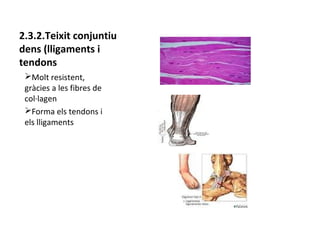 2.3.2.Teixit conjuntiu
dens (lligaments i
tendons
ØMolt resistent,
gràcies a les fibres de
col·lagen
ØForma els tendons i
els lligaments

 