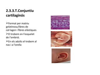 2.3.3.T.Conjuntiu
cartilaginós
ØFormat per matriu
gelatinosa,fibres de
col·lagen i fibres elàstiques
ØEl trobem en l'esquelet
de l’embrió.
ØEn els adults el trobem al
nas i a l’orella

 