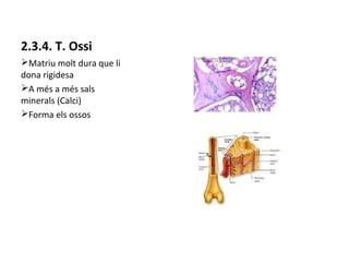 2.3.4. T. Ossi
ØMatriu molt dura que li
dona rigidesa
ØA més a més sals
minerals (Calci)
ØForma els ossos

 