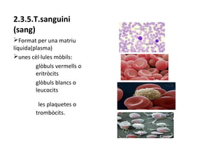 2.3.5.T.sanguini
(sang)
ØFormat per una matriu
líquida(plasma)
Øunes cèl·lules mòbils:
glòbuls vermells o
eritròcits
glòbuls blancs o
leucocits
les plaquetes o
trombòcits.

 