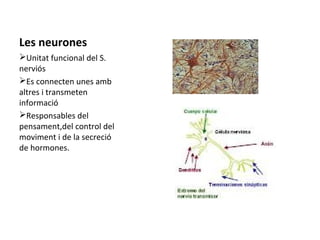 Les neurones
ØUnitat funcional del S.
nerviós
ØEs connecten unes amb
altres i transmeten
informació
ØResponsables del
pensament,del control del
moviment i de la secreció
de hormones.

 