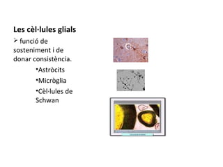 Les cèl·lules glials
Ø funció de

sosteniment i de
donar consistència.
•Astròcits
•Micròglia
•Cèl·lules de
Schwan

 