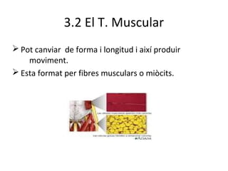 3.2 El T. Muscular
Ø Pot canviar de forma i longitud i així produir
moviment.
Ø Esta format per fibres musculars o miòcits.

 