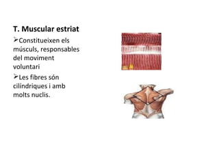 T. Muscular estriat
ØConstitueixen els
músculs, responsables
del moviment
voluntari
ØLes fibres són
cilíndriques i amb
molts nuclis.

 