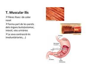 T. Muscular llis
ØFibres llises i de color
rosat
ØForma part de les parets
dels òrgans buits(estomac,
intestí, vies urinàries
ØLa seva contracció és
involuntàriaries,...)

 