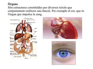Òrgans.
Són estructures constituïdes per diversos teixits que
conjuntament realitzen una funció. Per exemple el cor, que és
l'òrgan que impulsa la sang.

 