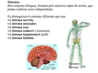 Sistemes.
Són conjunts d'òrgans, formats pels mateixos tipus de teixits, que
poden realitzar actes independents.
Es distingeixen 6 sistemes diferents que són:
•el sistema nerviós,
•el sistema muscular,
•el sistema ossi,
•el sistema endocrí o hormonal,
•el sistema tegumentari (pell)
•el sistema limfàtic.

Sistema
nerviós

 