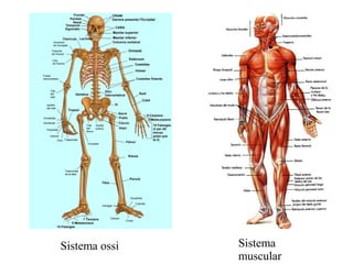Sistema ossi

Sistema
muscular

 