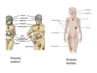 Sistema
endocrí

Sistema
limfàtic

 