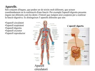 Aparells.

Són conjunts d'òrgans, que poden ser de teixits molt diferents, que actuen
coordinadament en la realització d'una funció. Per exemple l'aparell digestiu presenta
òrgans tan diferents com les dents i l'intestí que malgrat això cooperen per a realitzar
la funció digestiva. Es distingeixen 5 aparells diferents que són:
•l'aparell circulatori
•l'aparell respiratori
•l'aparell digestiu
•l'aparell excretor
•l'aparell reproductor

Aparell
circulatori

 