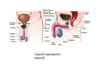 Aparell reproductor
masculí

 