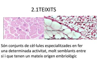 2.1TEIXITS

Són conjunts de cèl·lules especialitzades en fer
una determinada activitat, molt semblants entre
si i que tenen un mateix origen embriològic

 