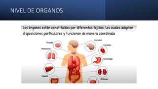 NIVEL DE ORGANOS
 