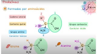 NIVEL QUIMICO Y CELULAR.pptx