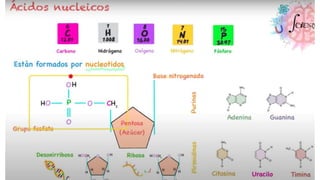 NIVEL QUIMICO Y CELULAR.pptx