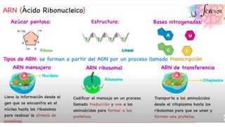 NIVEL QUIMICO Y CELULAR.pptx