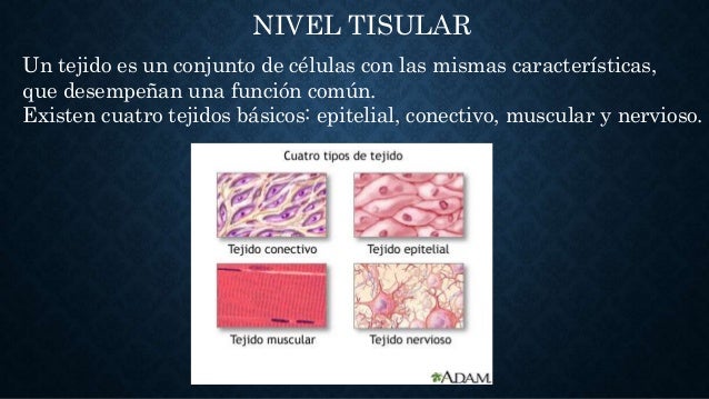 Nivel Tisular Pictures to Pin on Pinterest PinsDaddy