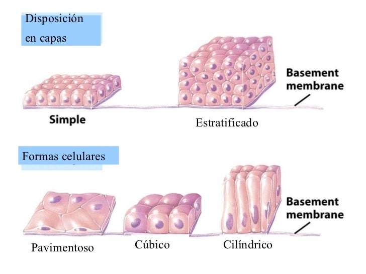 Nivel tisular de organizacion