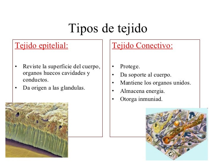 Nivel tisular de organizacion