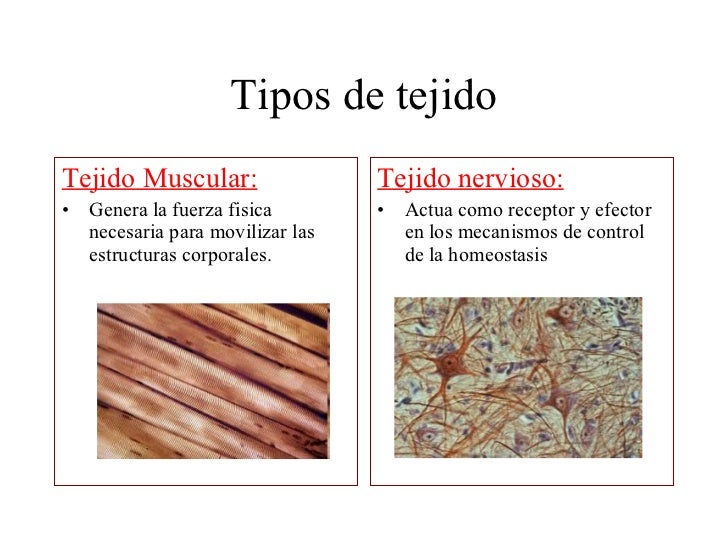 Nivel tisular de organizacion